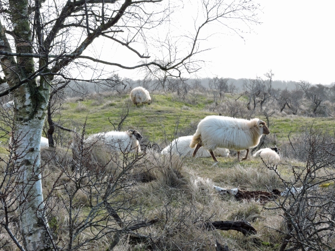 sheep in protected landscape 3